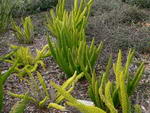 Protasparagus densiflorus, Sprengeri Fern, Asparagus Fern
